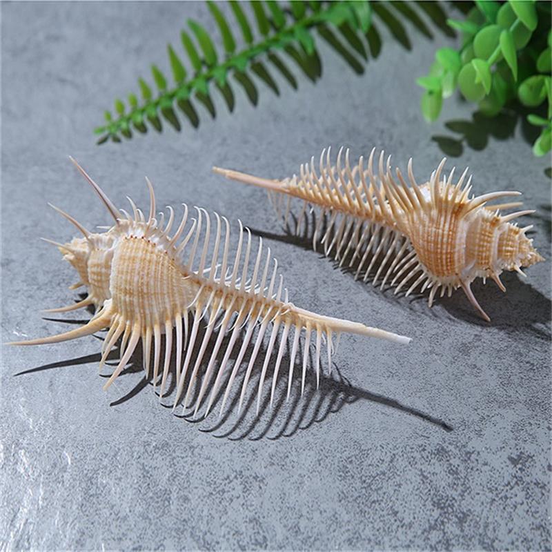 Shell & Conch Skeleton Decorative Craft